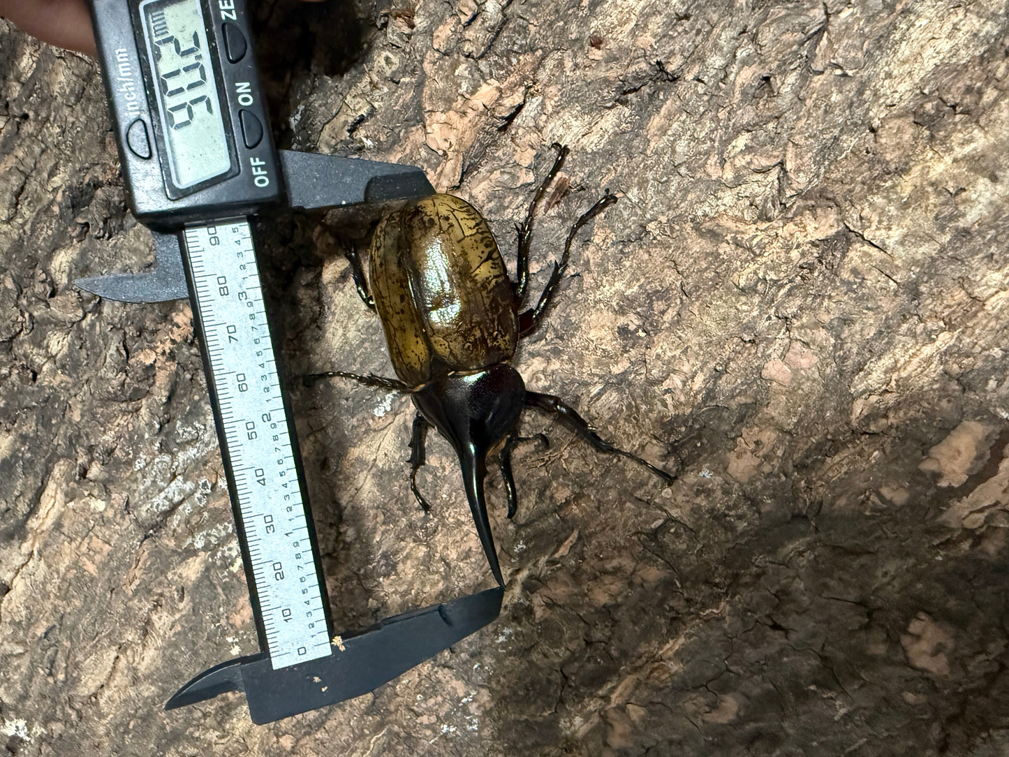 Dynastes Hercules Hercules Adult Male