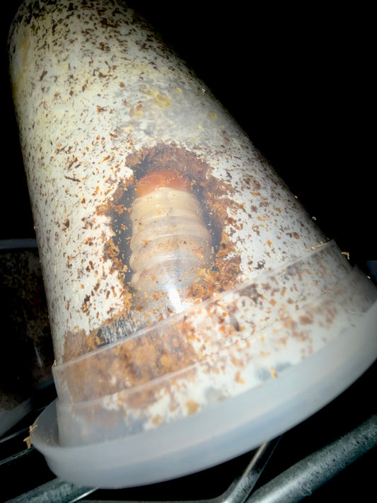 Hiratake Kinshi (oyster mushroom)