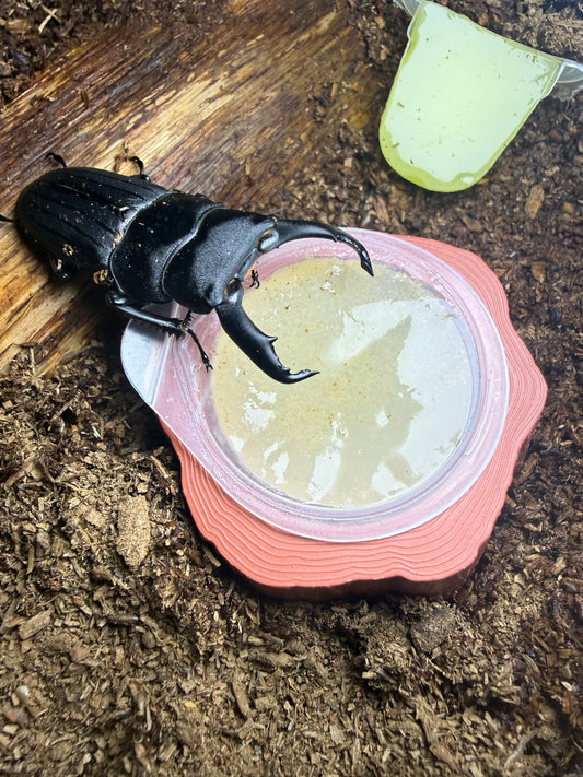 Beetle Jelly Holder Tree Stump Style