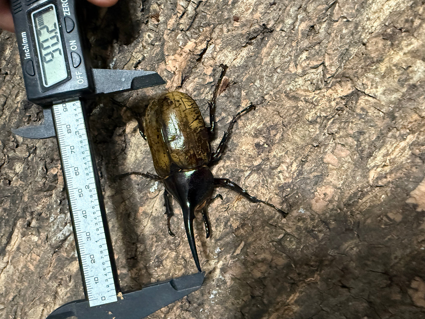 Dynastes Hercules Hercules Adult Male