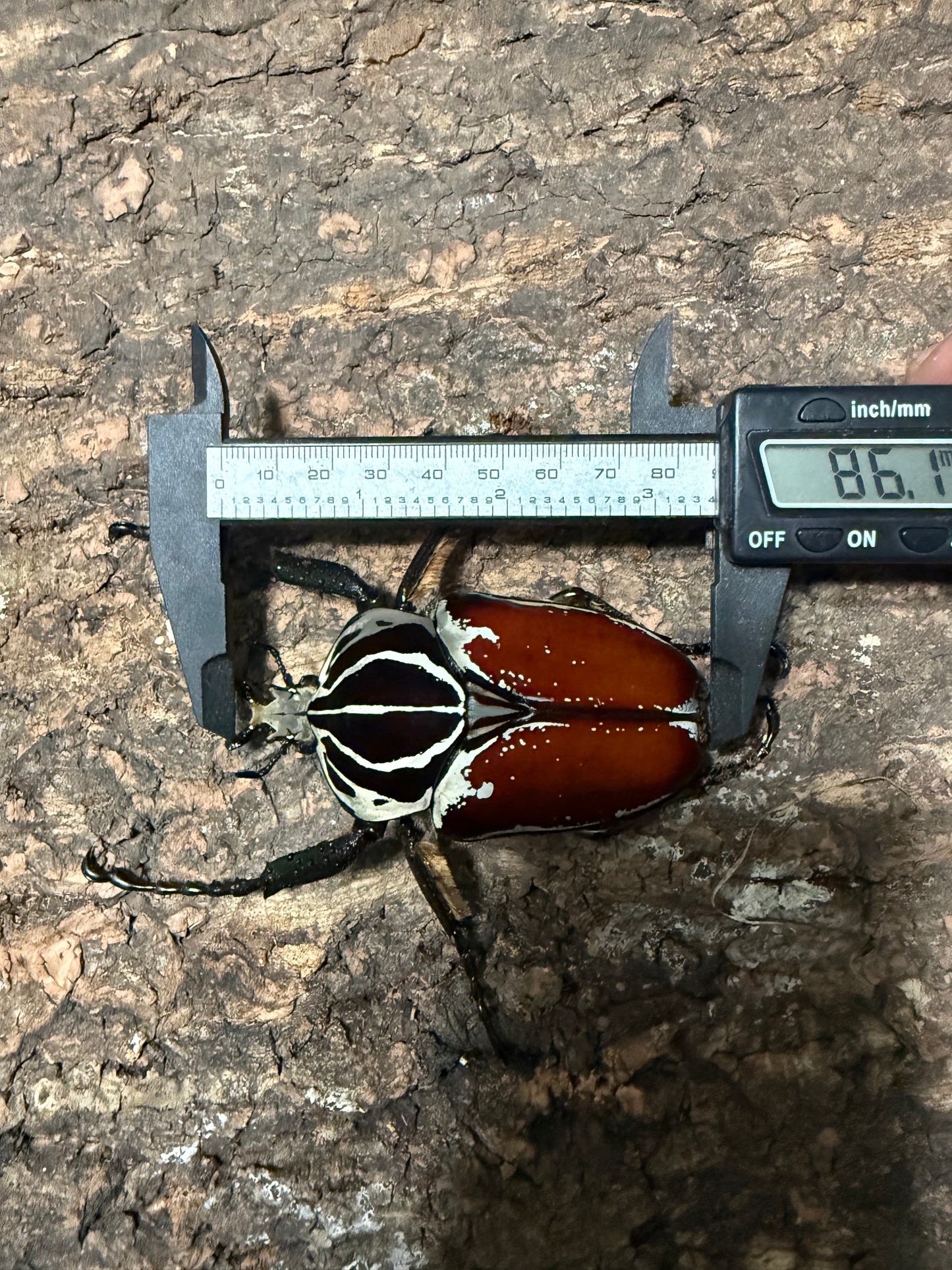 86mm Goliathus Goliatus Adult Male