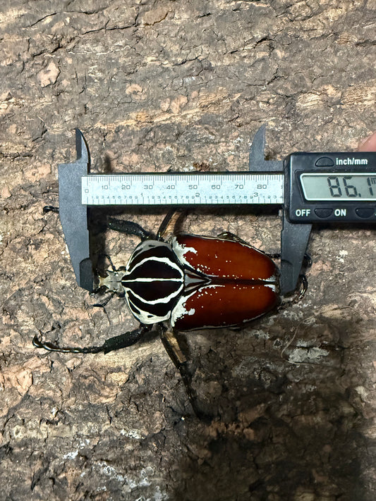 86mm Goliathus Goliatus Adult Male