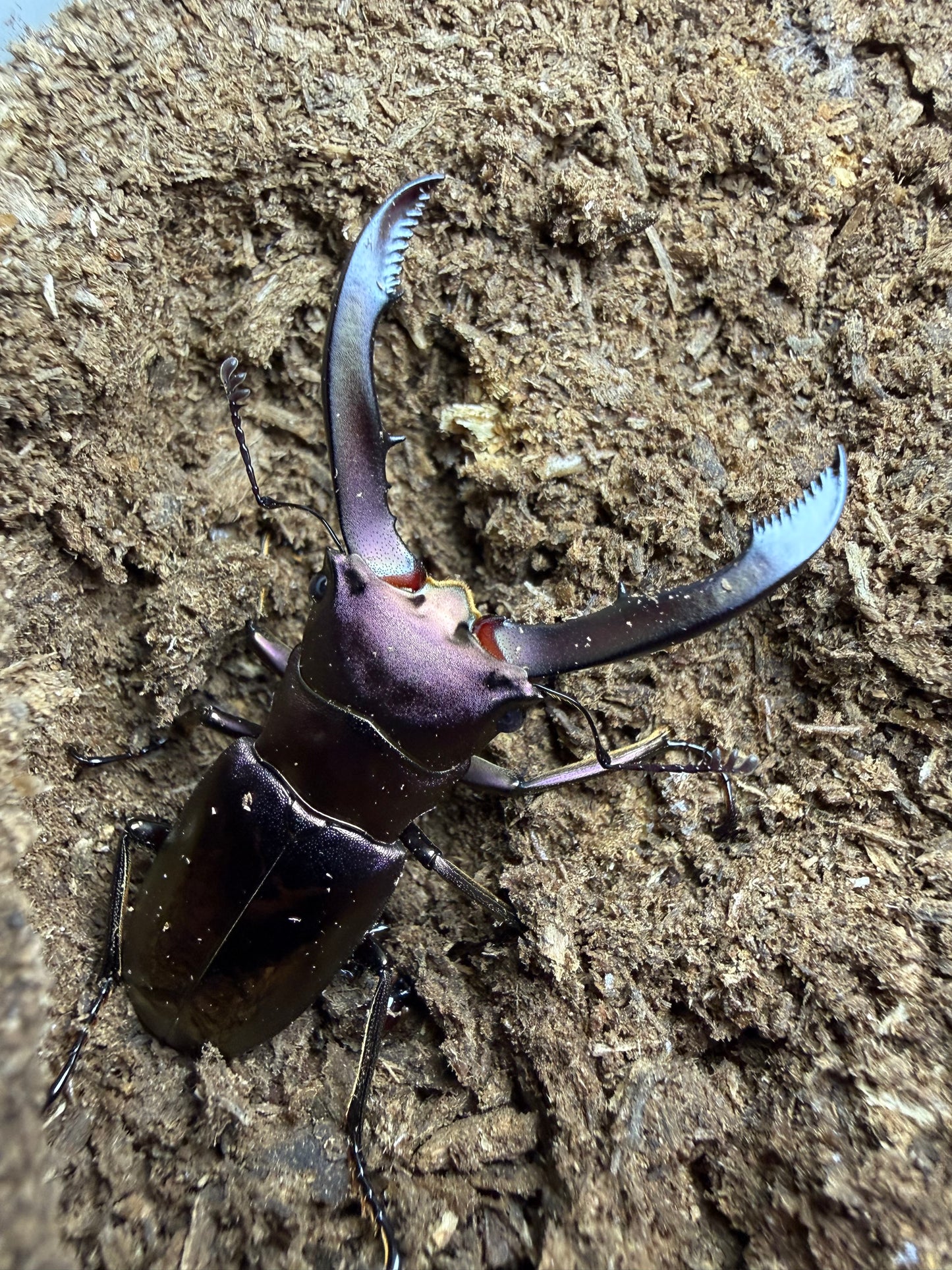 Cyclommatus Metallifer Finae Male