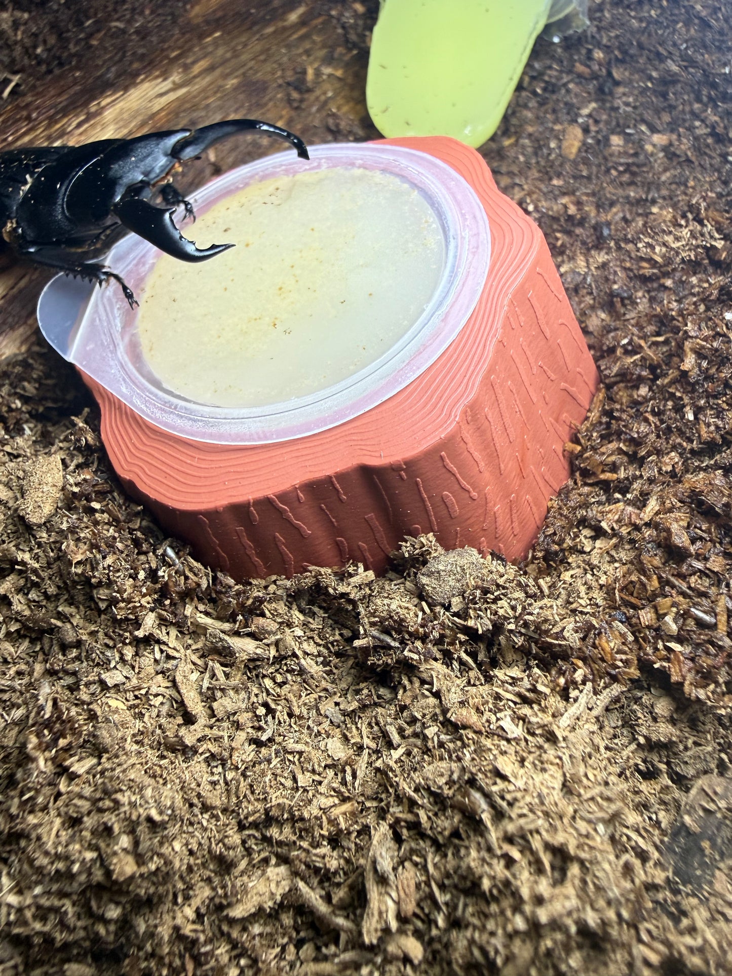 Beetle Jelly Holder Tree Stump Style