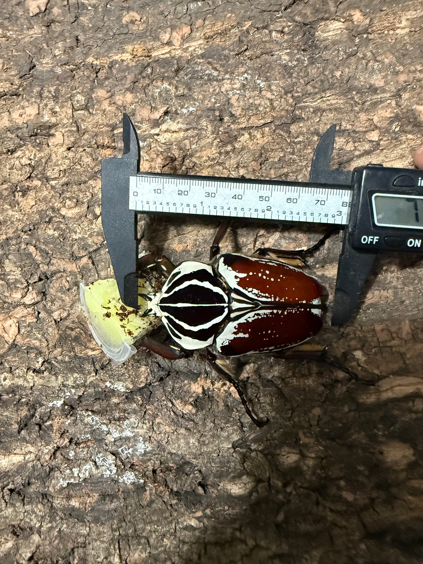 77mm Goliathus Goliatus Adult Male