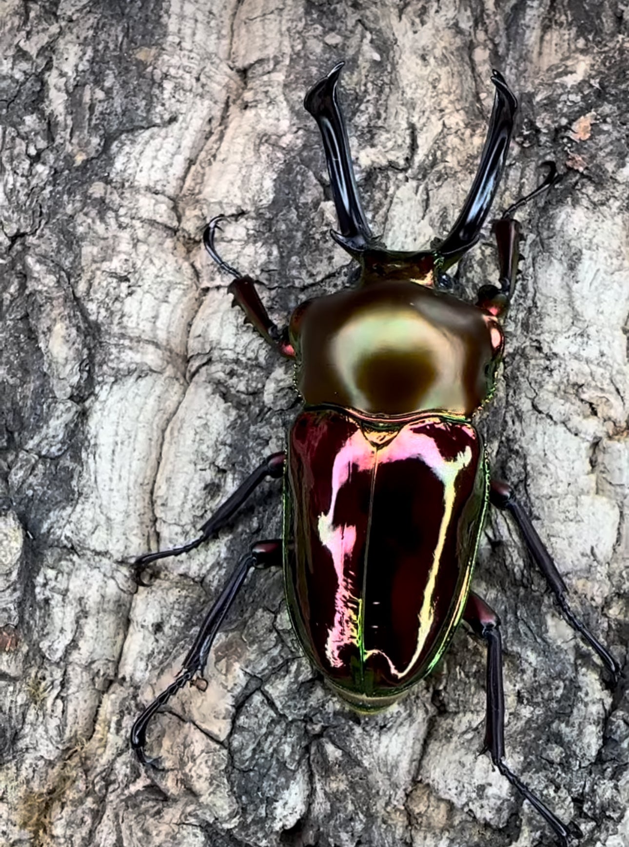 l1/l2 larva Phalacrognathus muelleri rainbow stag beetle