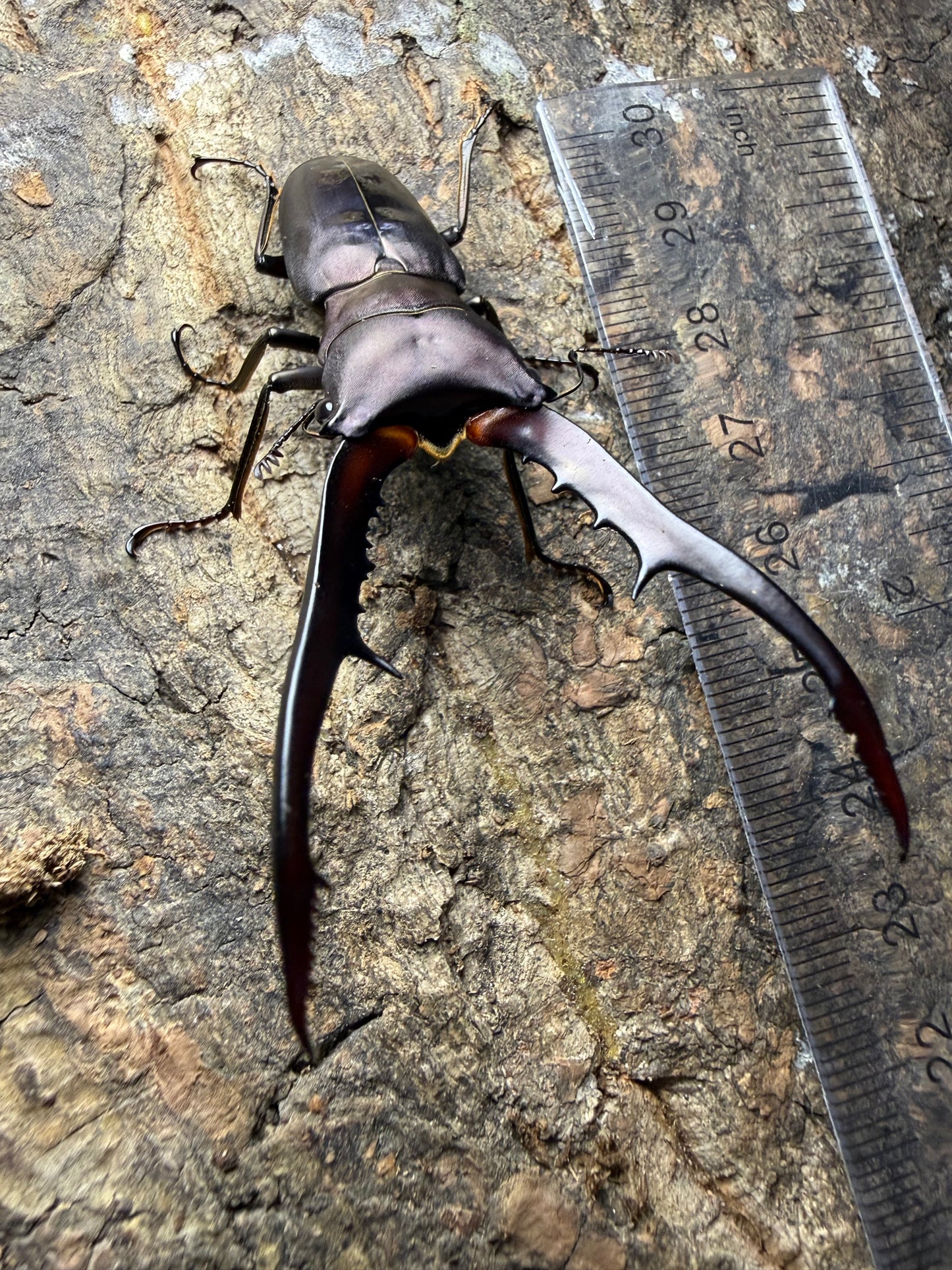 Cyclommatus Metallifer Finae pair #9