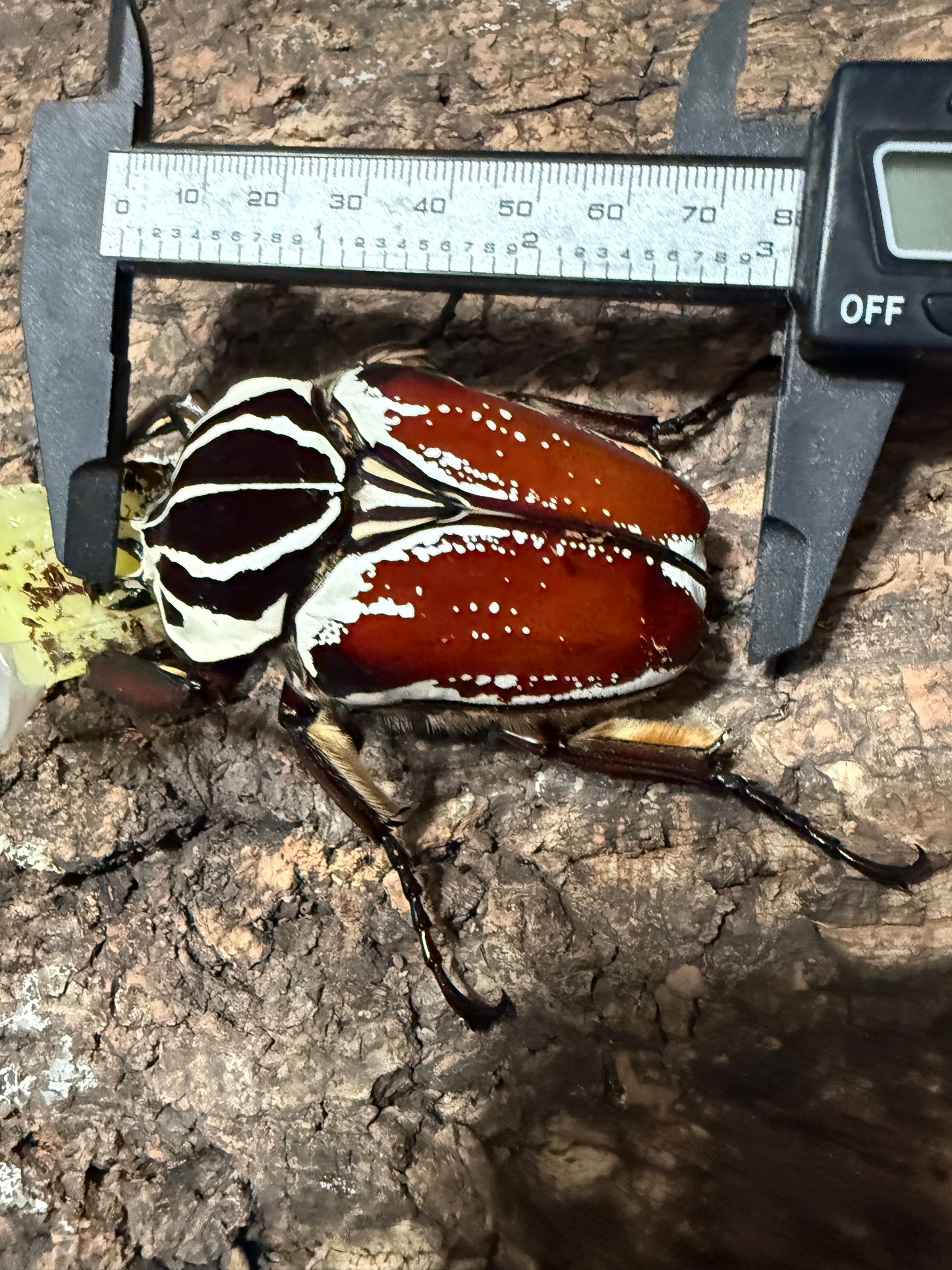 77mm Goliathus Goliatus Adult Male