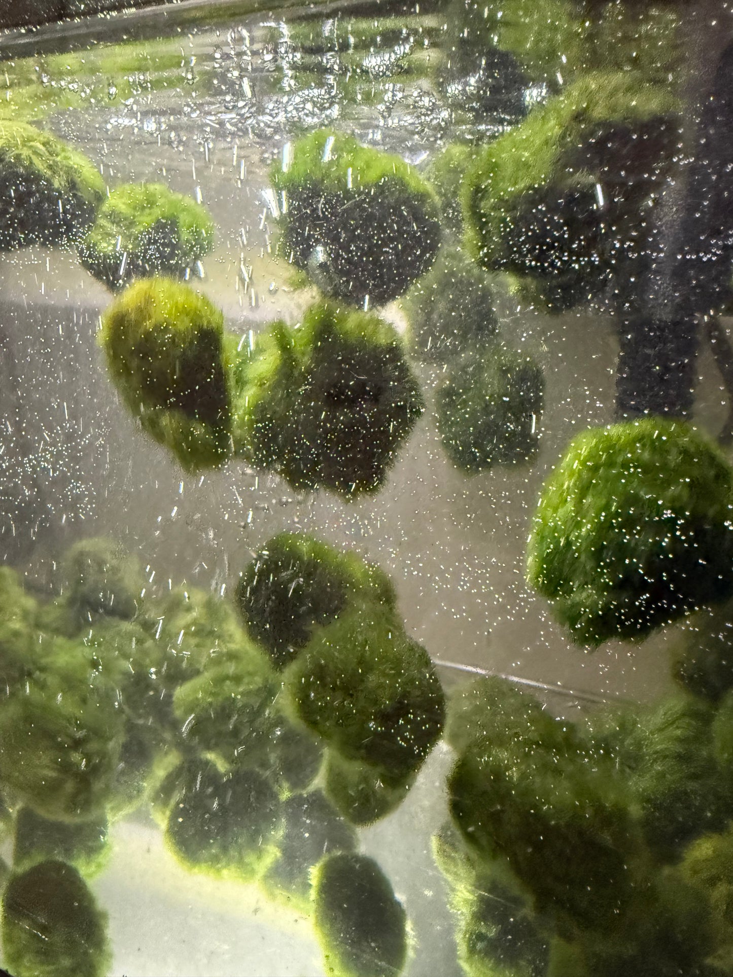 3x AQUARIUM MARIMO MOSS BALLS 1.25-1.75inch DIAMETER FREE SHIPPING