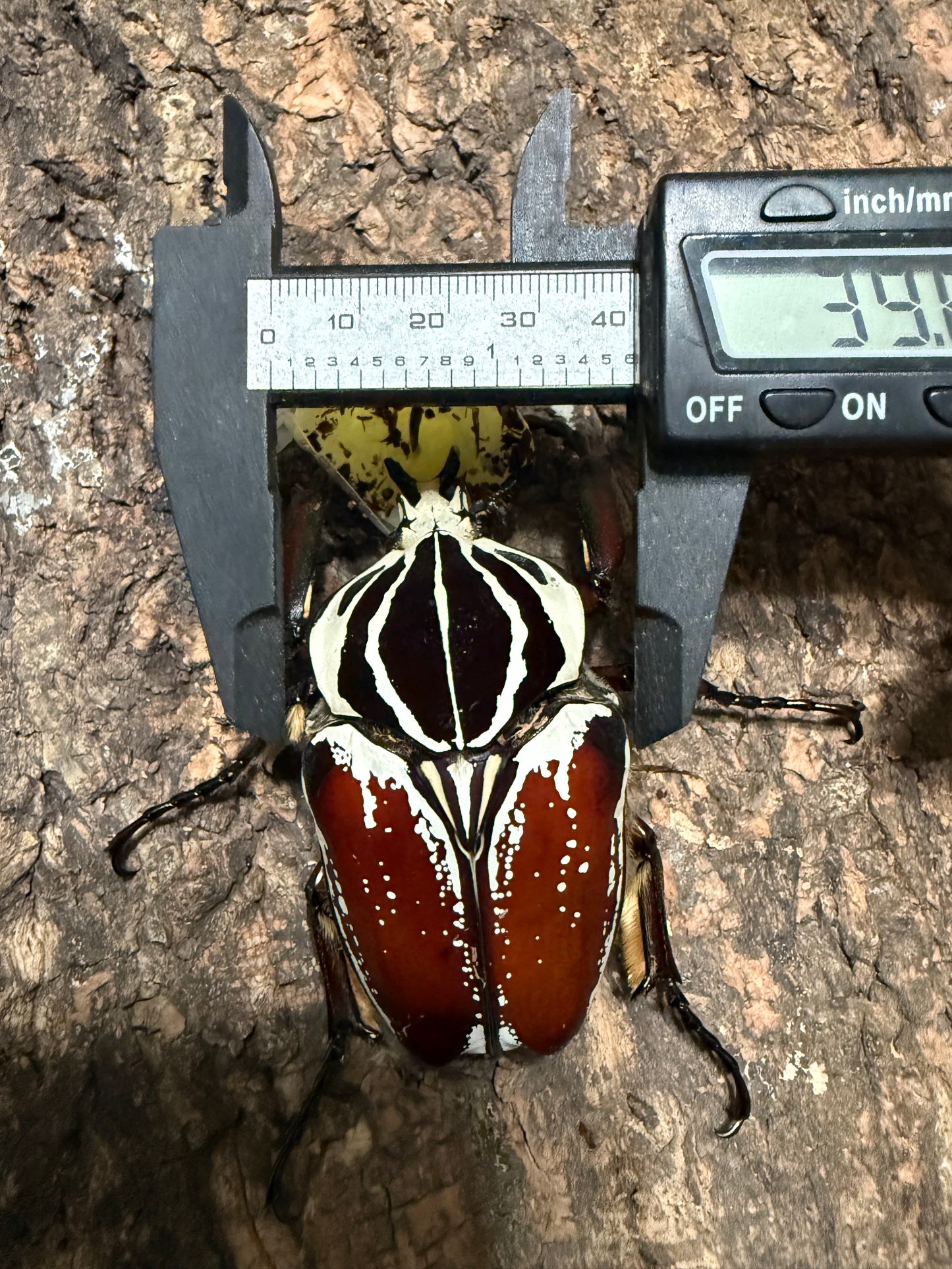 77mm Goliathus Goliatus Adult Male