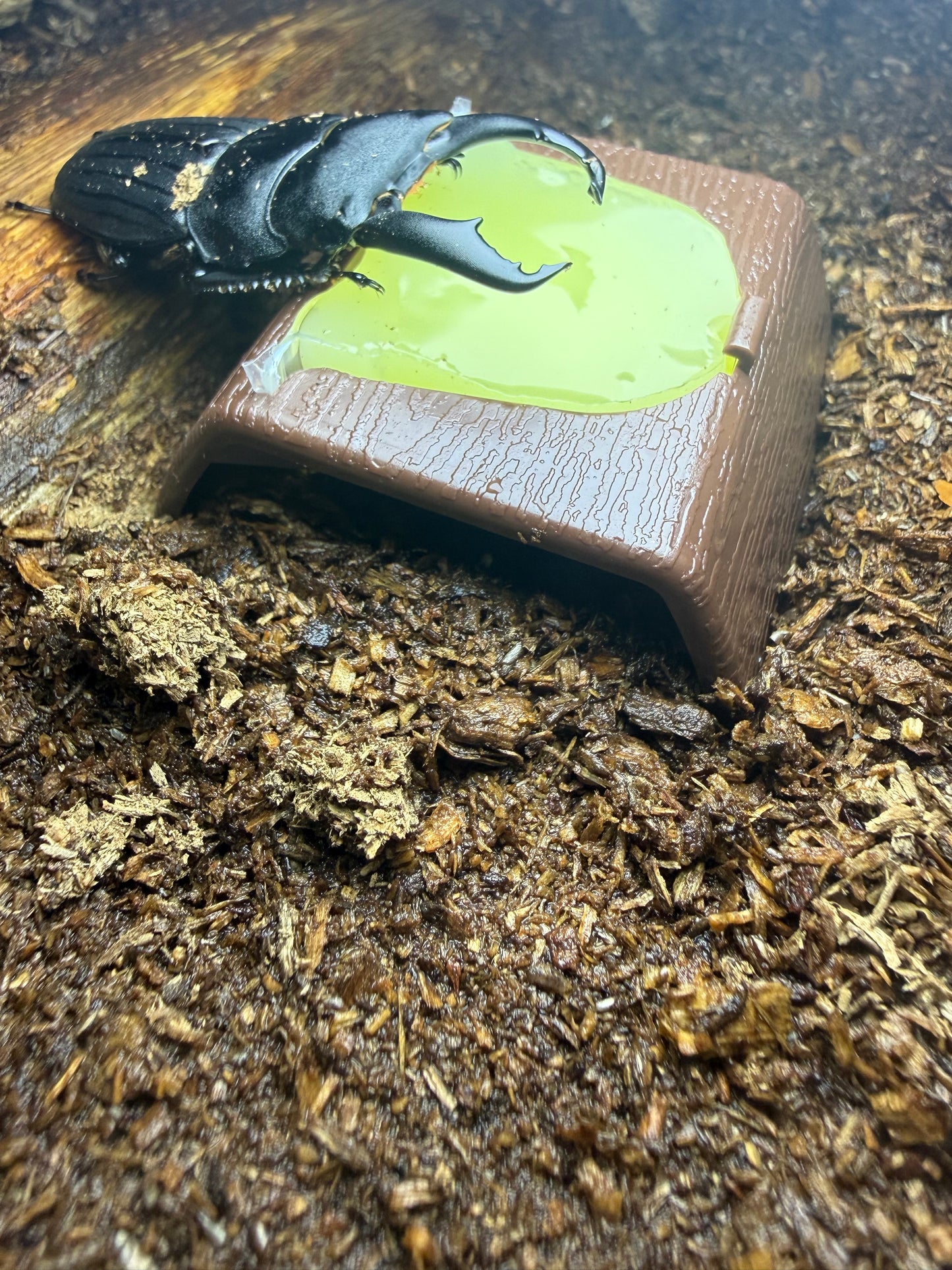 Beetle Jelly Holder (Must have jelly splitter to cut in half)