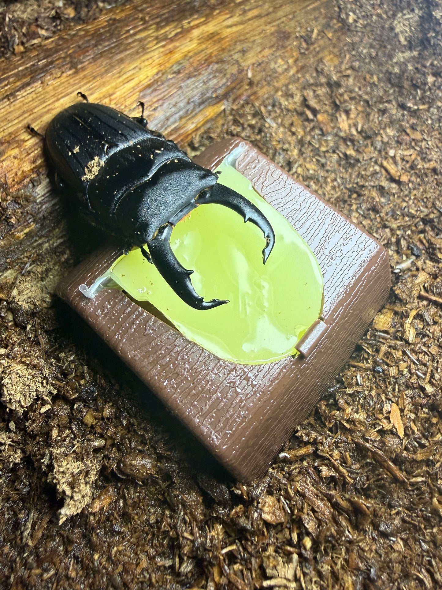 Beetle Jelly Holder (Must have jelly splitter to cut in half)