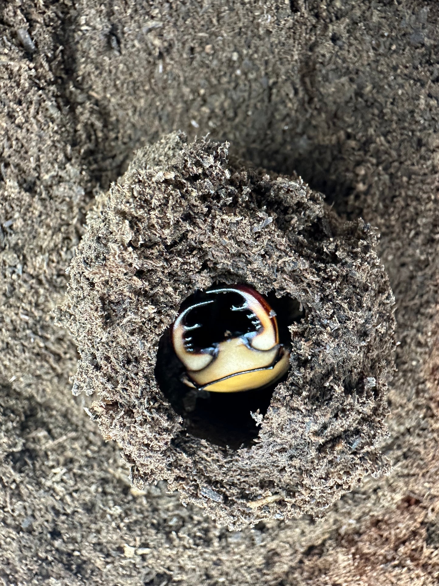 Homoderus Mellyi Inactive Adult Pair