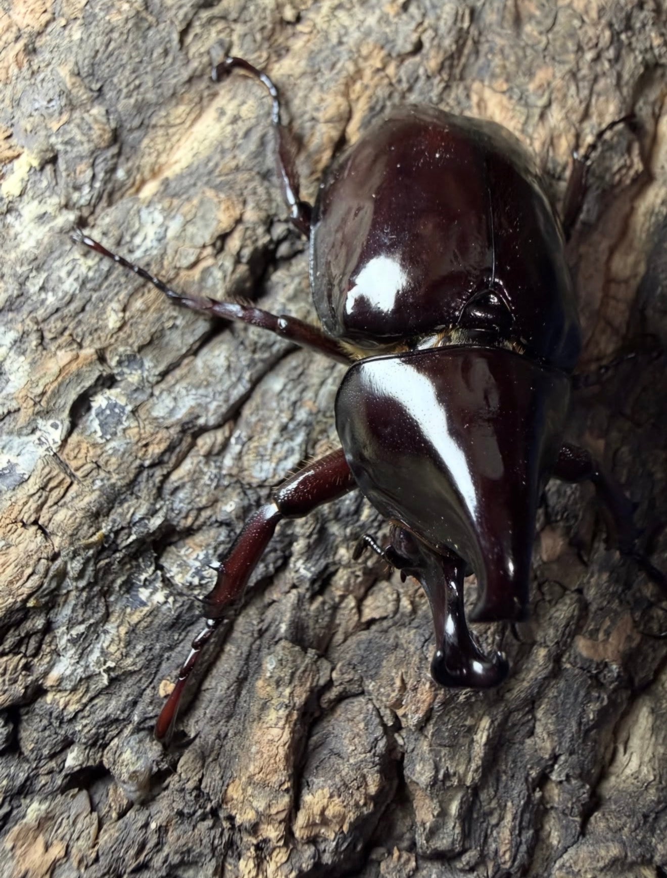 Xylotrupes pachycera