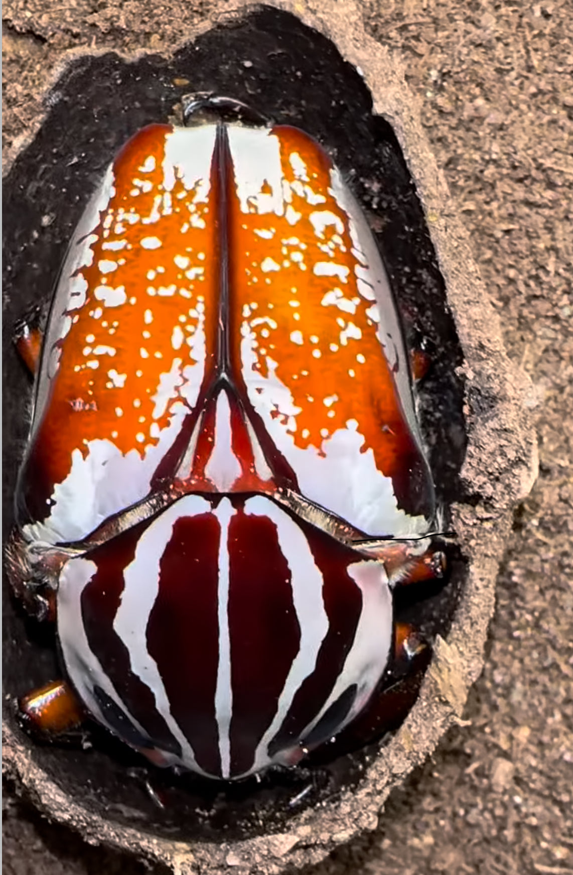 Goliathus Goliatus Larva