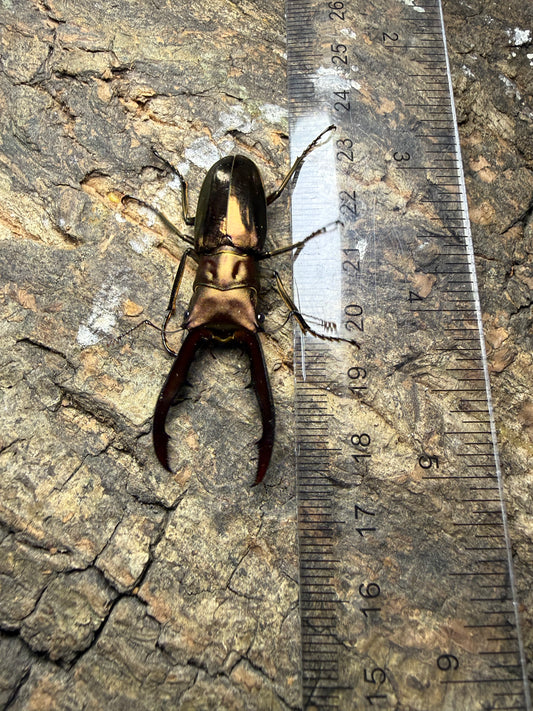 Cyclommatus Metallifer Finae pair #4