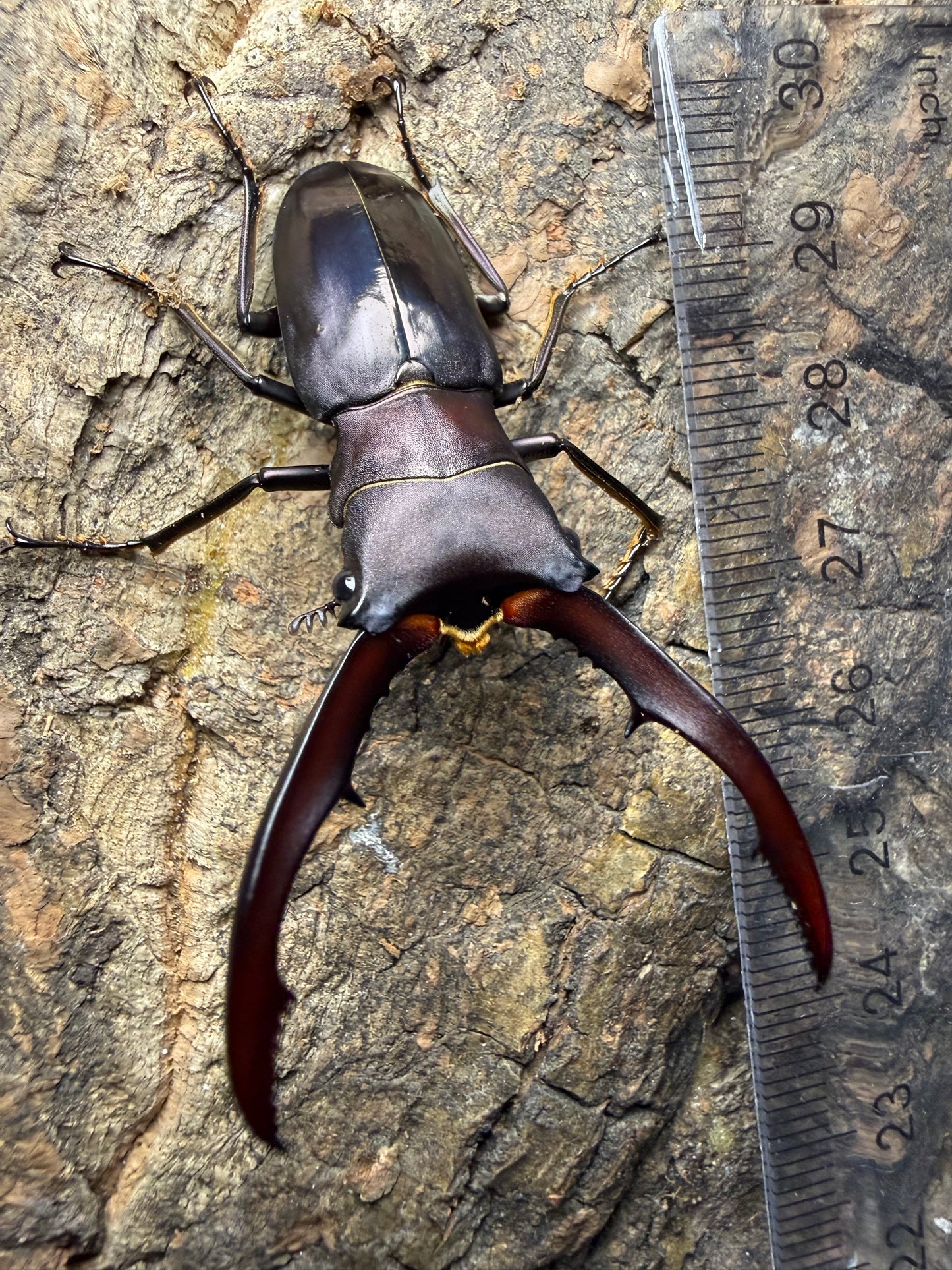 Cyclommatus Metallifer Finae pair #8