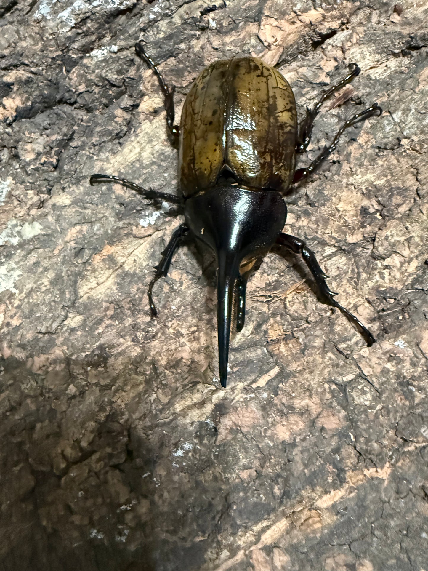 Dynastes Hercules Hercules Adult Male