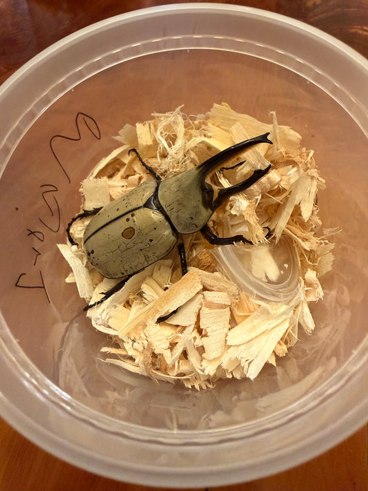 Dynastes Grantii (Western Hercules) MAJOR MALE #1 BIGGEST OF THE BATCH