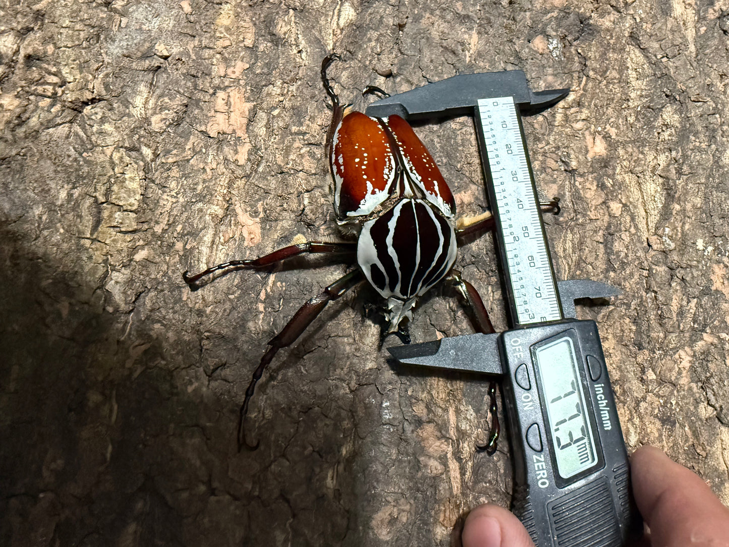 77mm Goliathus Goliatus Adult Male