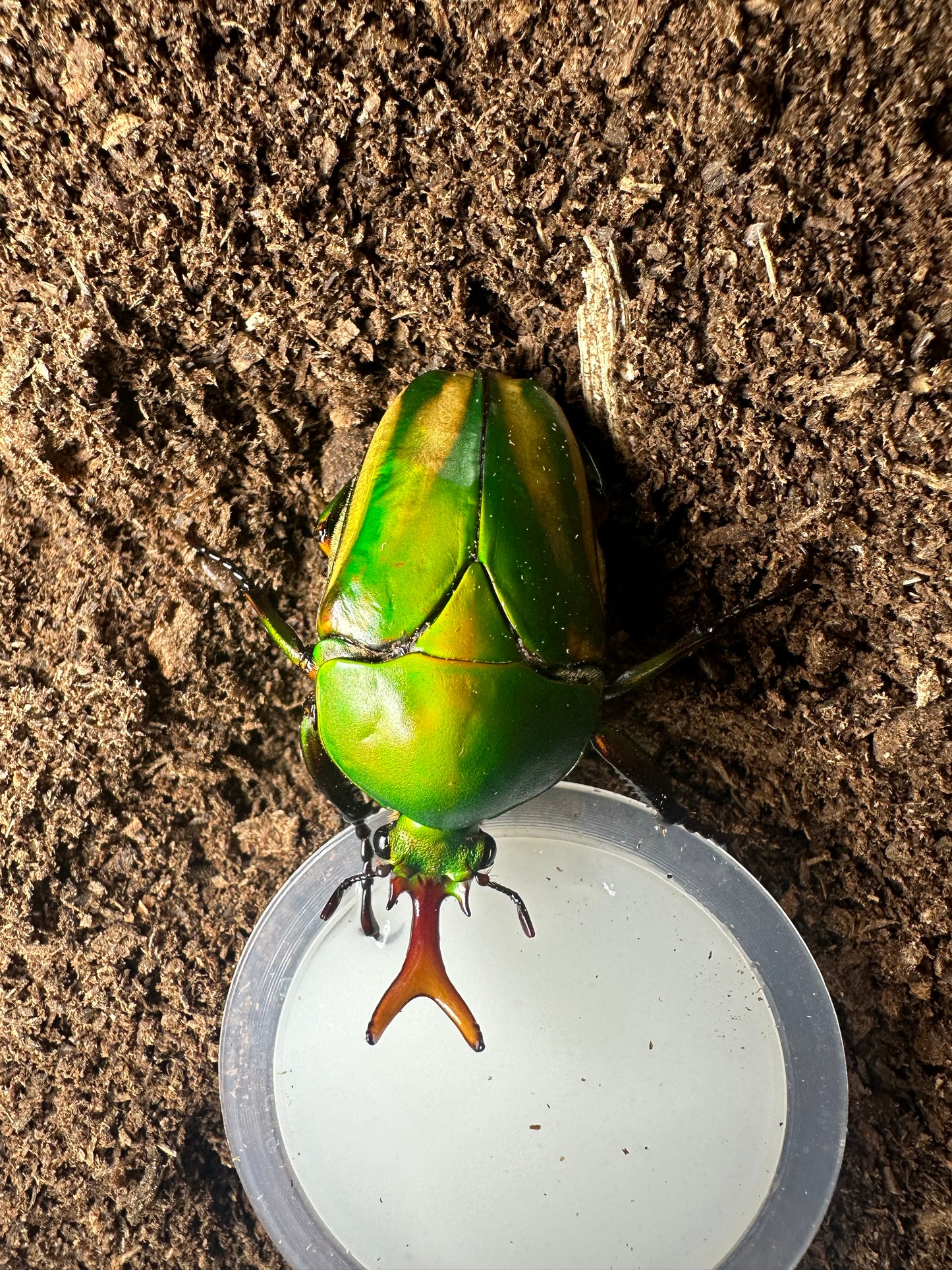 Eudicella schultzeorum pseudowoermanni ADULT MALE