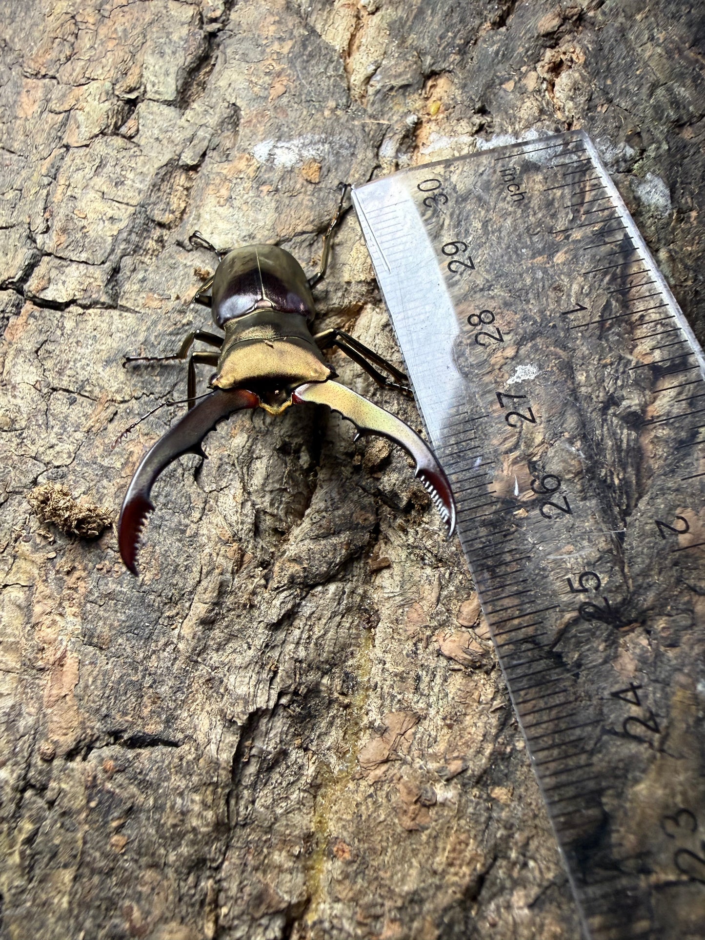 Cyclommatus Metallifer Finae pair #10