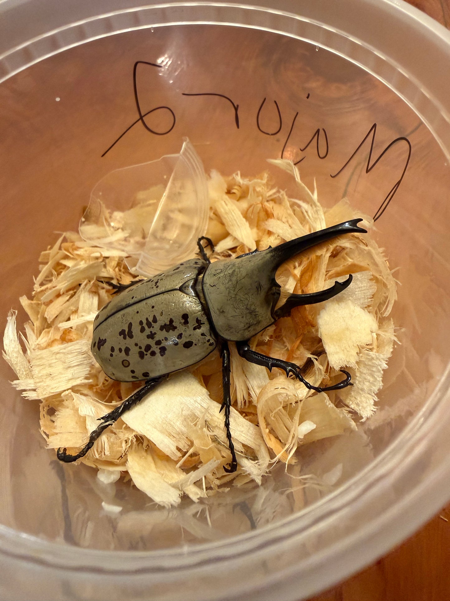 Dynastes Grantii (Western Hercules) MAJOR MALE #2 BIGGEST OF THE BATCH