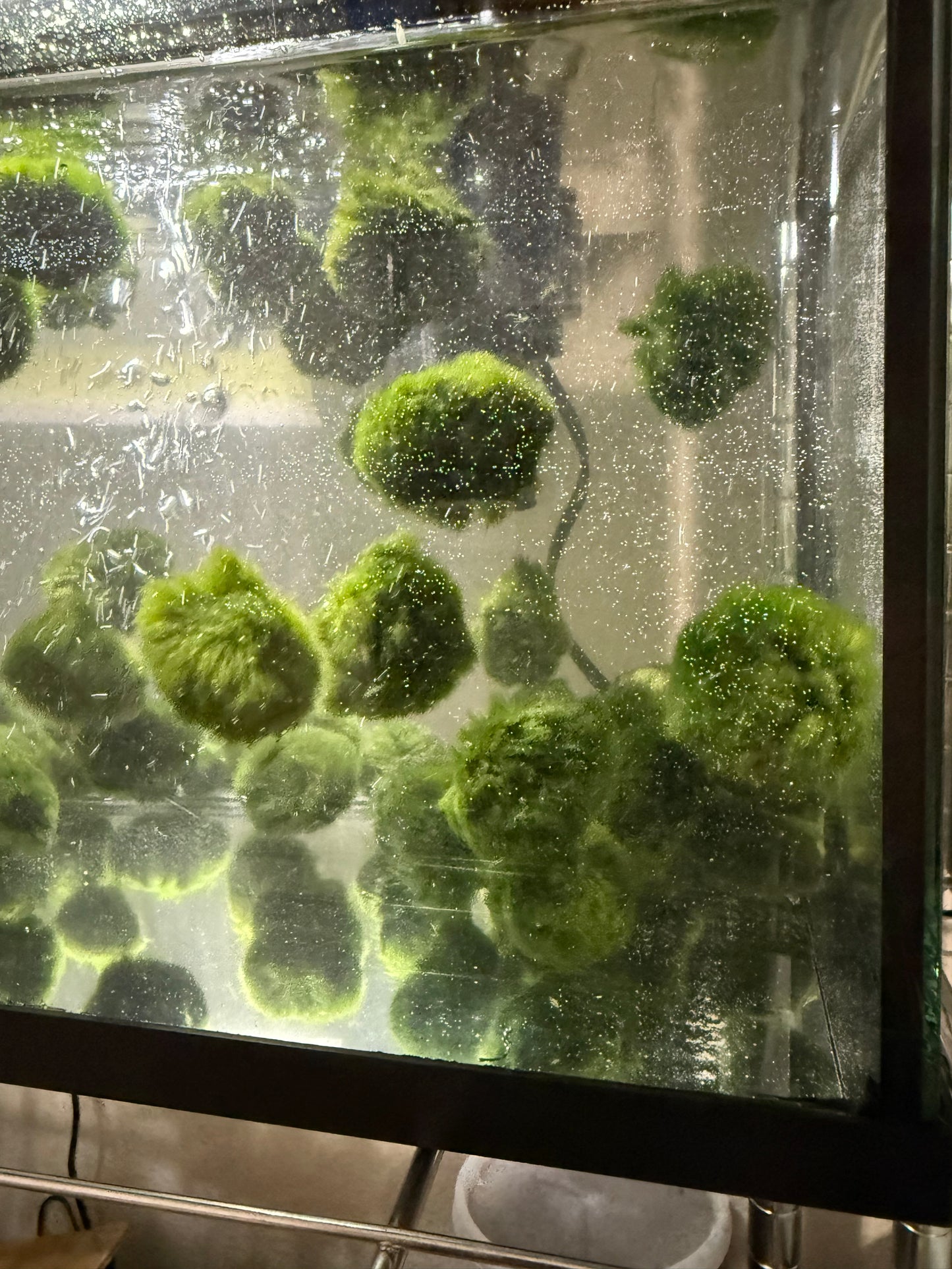 3x AQUARIUM MARIMO MOSS BALLS 1.25-1.75inch DIAMETER FREE SHIPPING