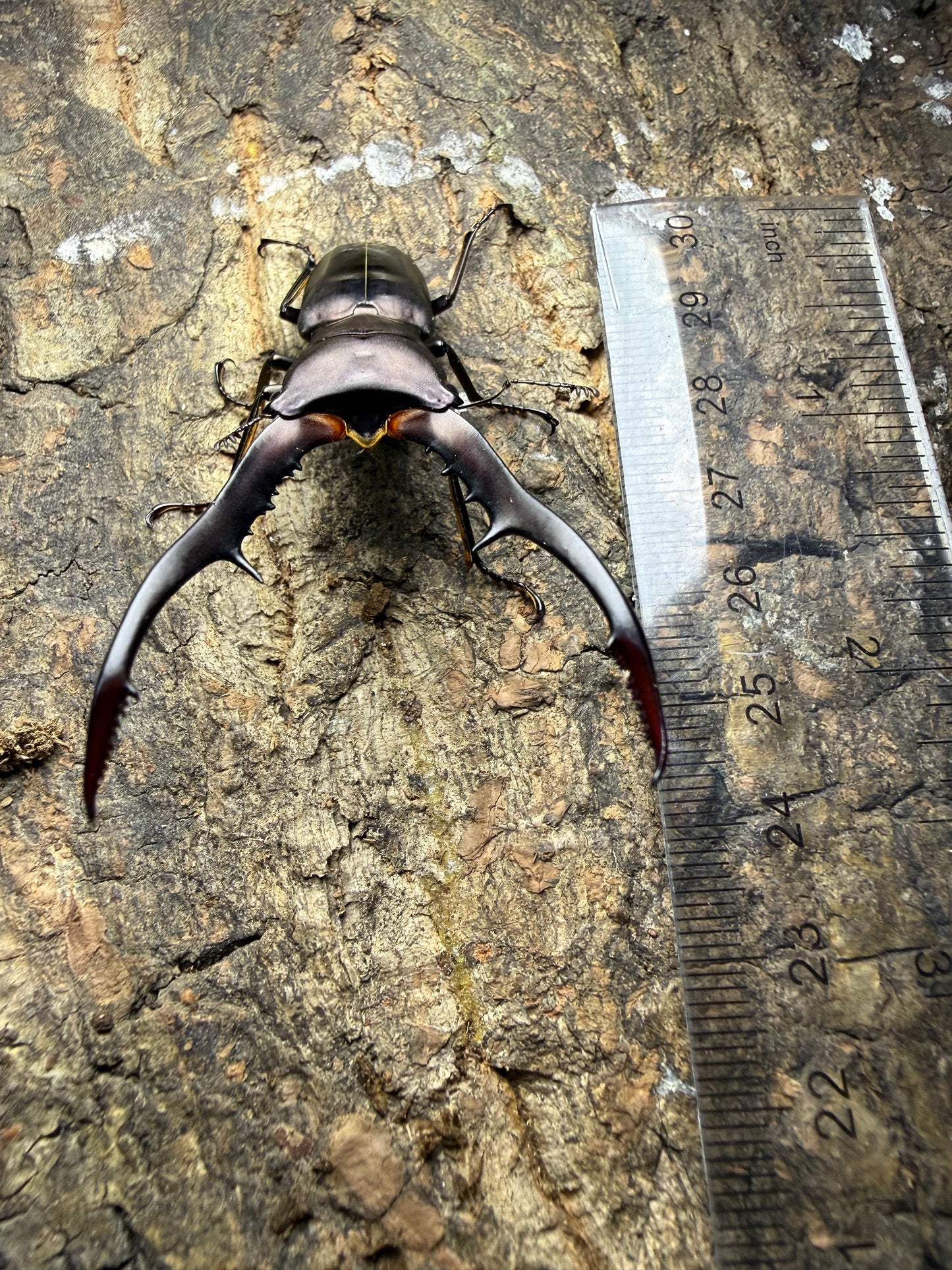 Cyclommatus Metallifer Finae pair #9