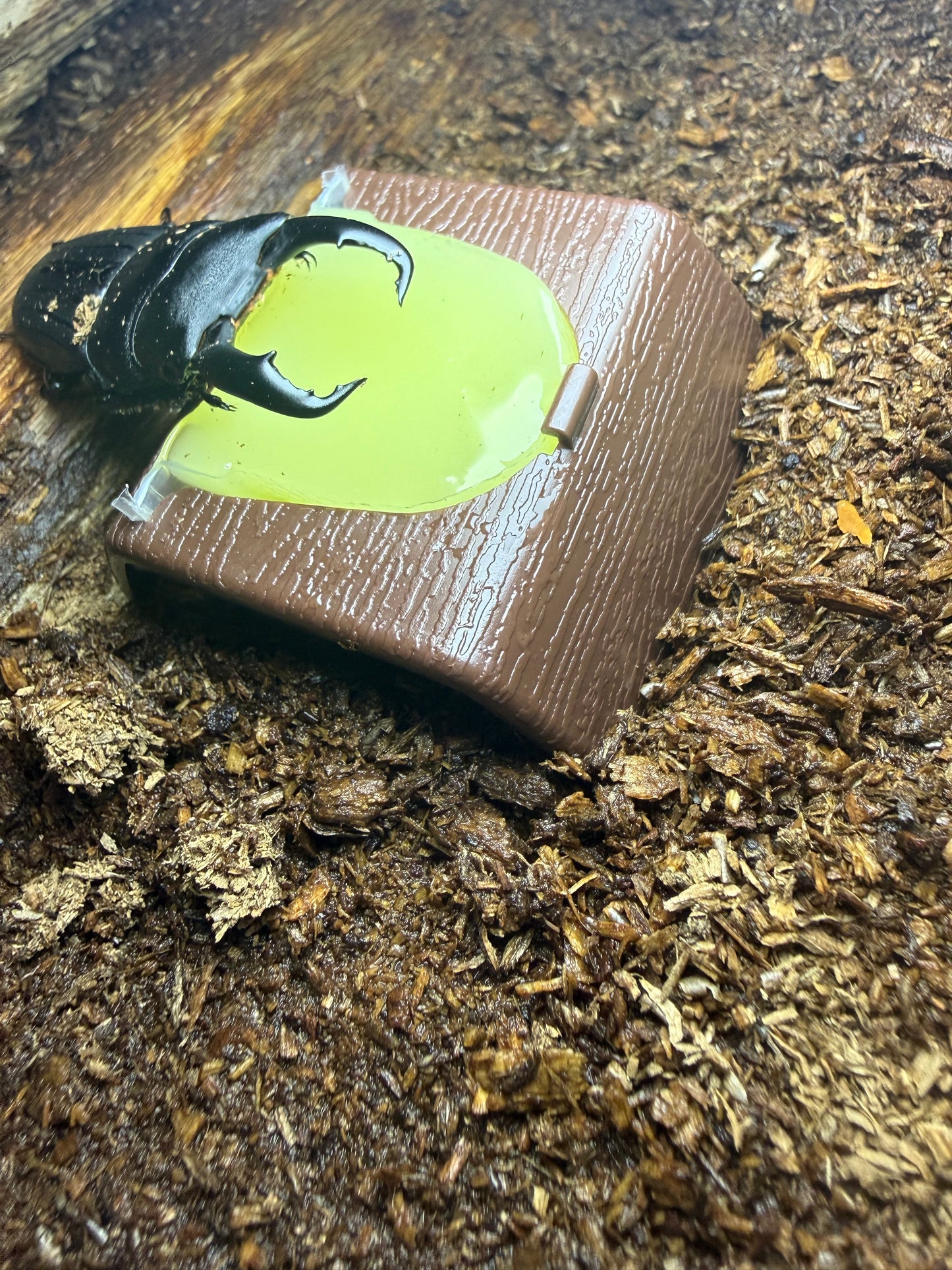 Beetle Jelly Holder (Must have jelly splitter to cut in half)