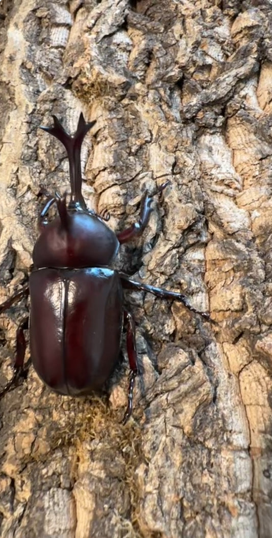 Trypoxylus dichotomus tsunobosonus Rhino Beetle larva