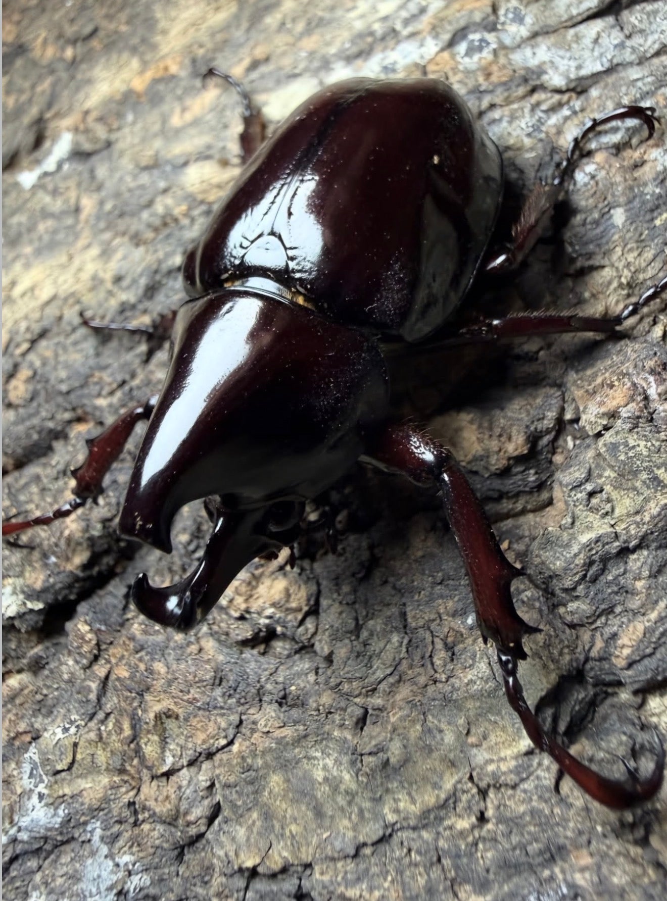 Xylotrupes pachycera