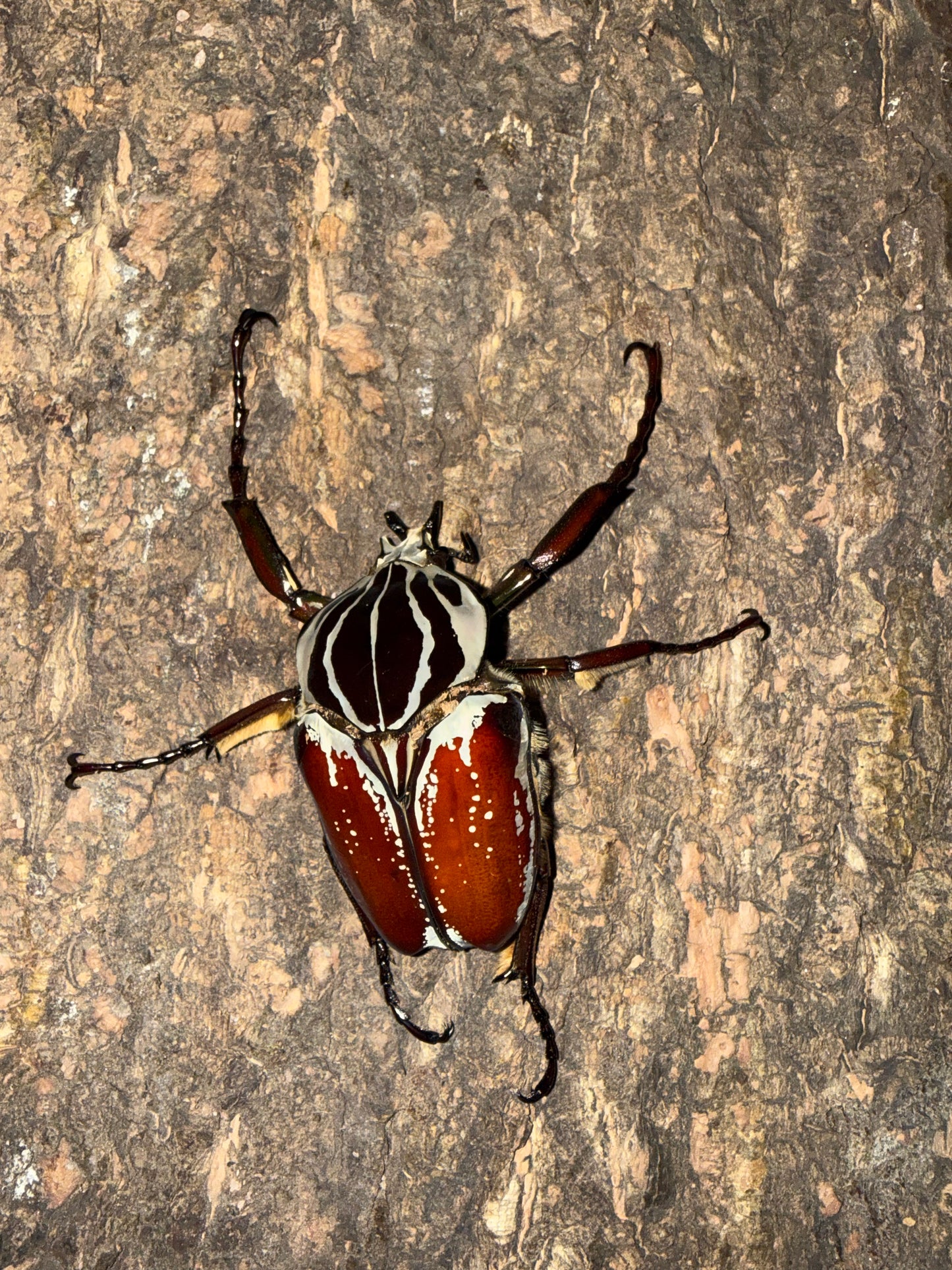 77mm Goliathus Goliatus Adult Male