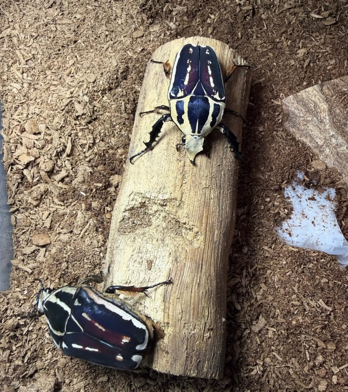 Mecynorhina torquata ugandensis (Giant African Flower Beetle)