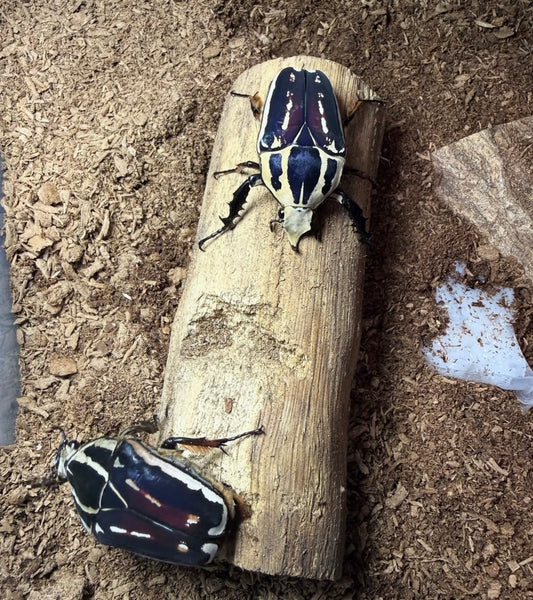 Mecynorhina torquata ugandensis (Giant African Flower Beetle)
