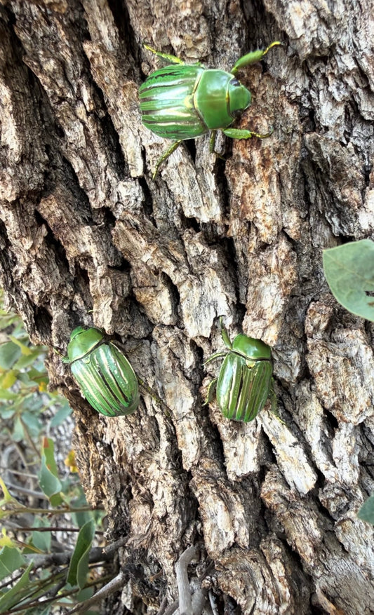 Chrysina gloriosa