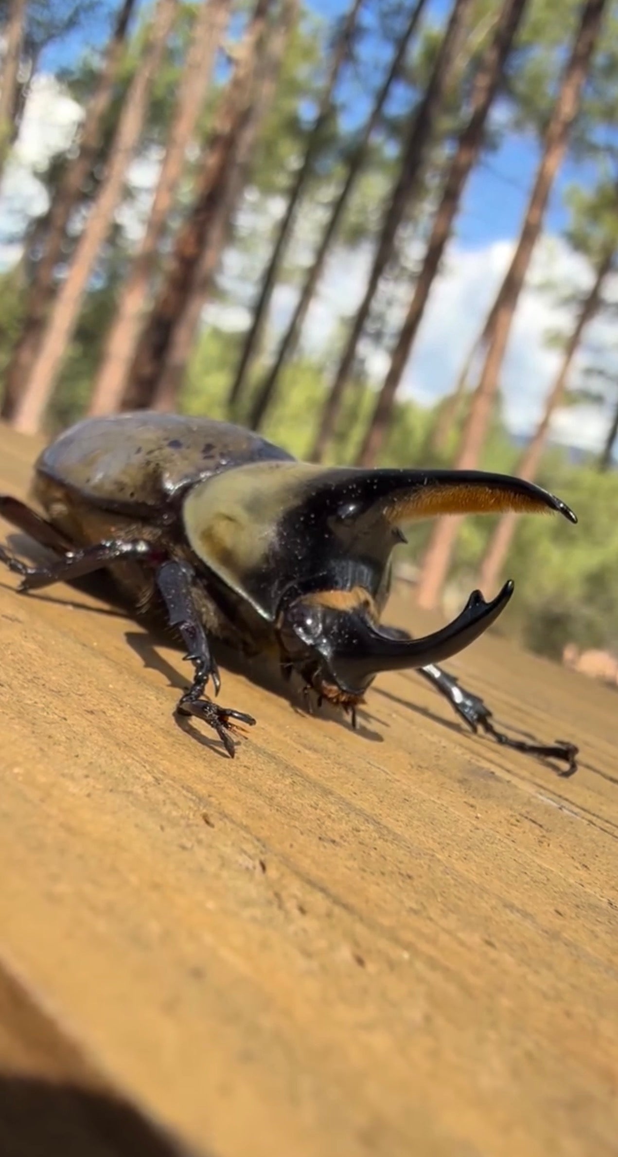 Dynastes Grantii (Western Hercules) Adults CAN ONLY PURCHASE A FEMALE IF BUYING A MALE. ONE FEMALE PER MALE PURCHASED. ORDERS WILL BE CANCELED IF MORE ARE PURCHASED AS FEMALES ARE LIMITED. SINGLE MALE PURCHASES ARE ALLOWED.