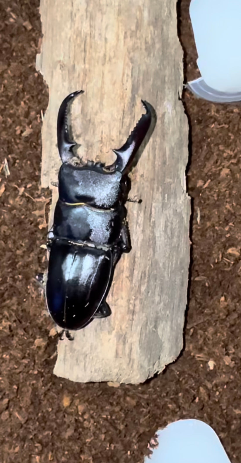 Dorcus titanus castanicolor (Long Jawed Black Stag Beetle ...