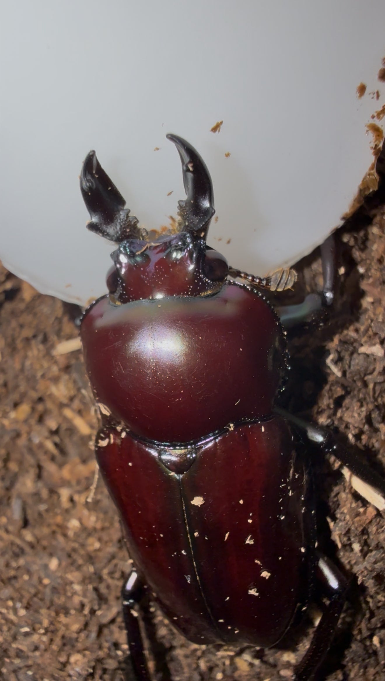 QUICK SALE P. MUELLERI ADULT MALE PURPLE