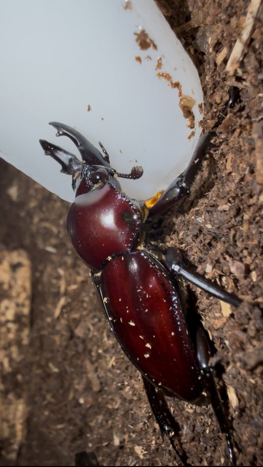 QUICK SALE P. MUELLERI ADULT MALE PURPLE