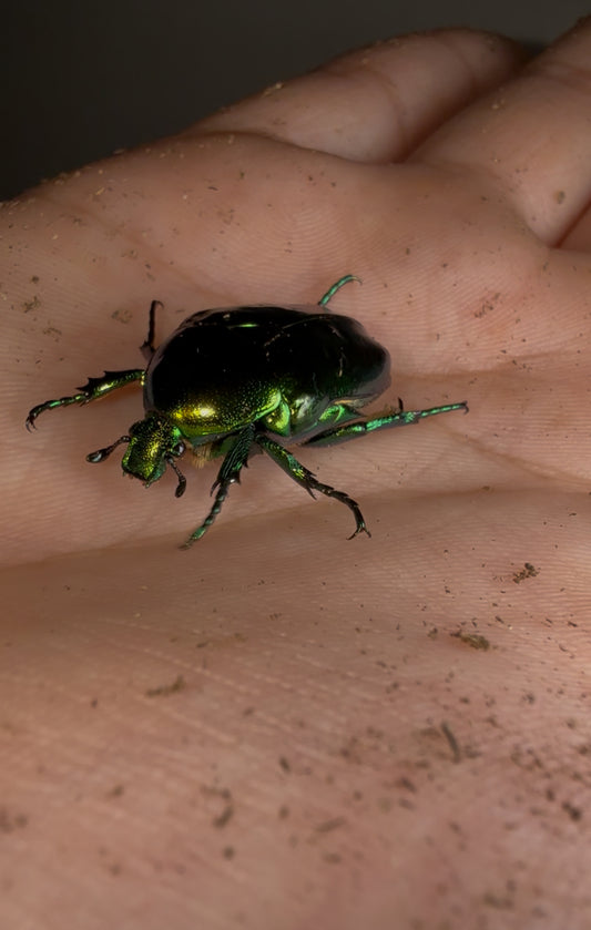 Protaetia speciosissima