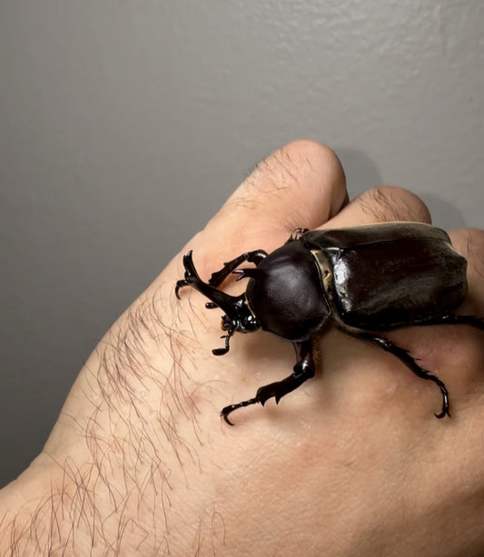 Trypoxylus dichotomus tsunobosonu