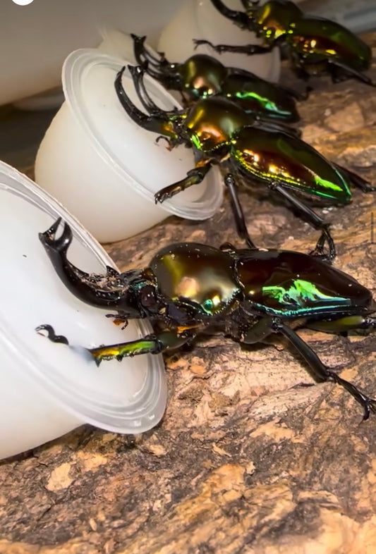 Beetle Jelly High Grade