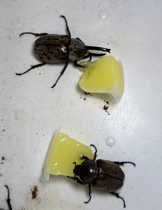 Dynastes Grantii wc pair EXACT ONE PICTURED