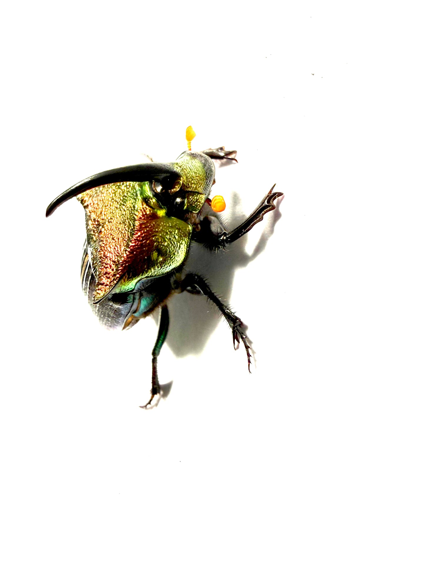 Phanaeus vindex Adults