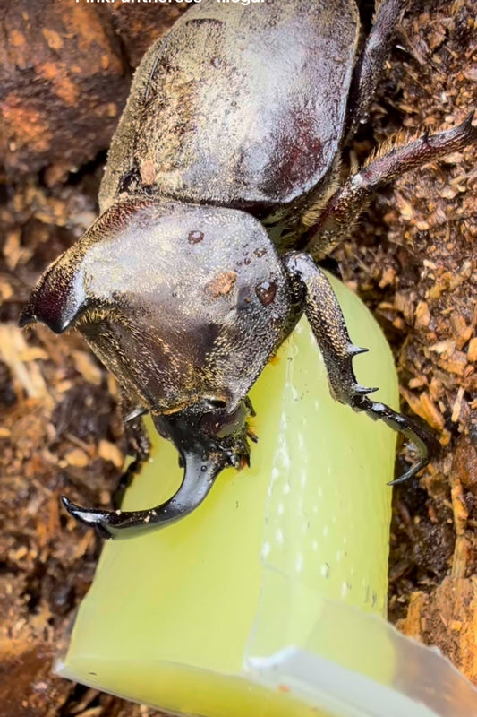 Allomyrina pfeifferi (Tempest Rhino Beetle)