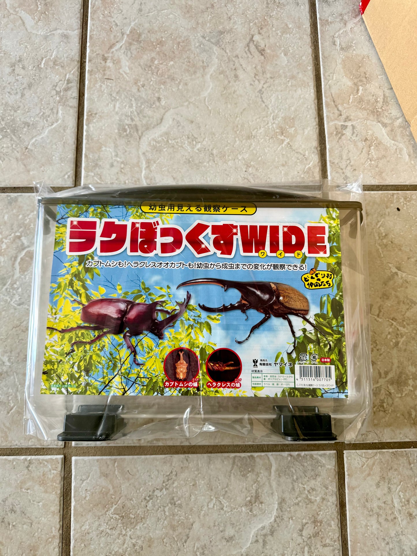Large Wide Hercules (Rhino Beetle) Rearing Observation Container (FREE SHIPPING)