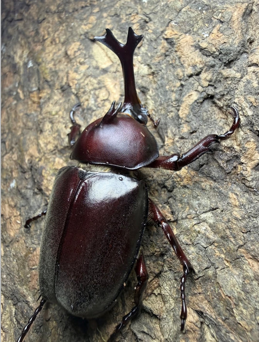 Trypoxylus dichotomus tsunobosonu (Taiwan Rhino Beetle)