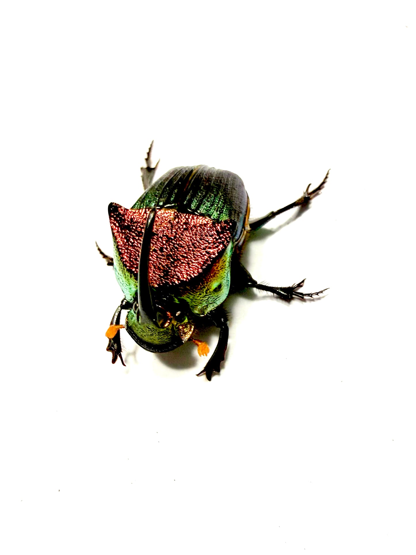 Phanaeus vindex Adults