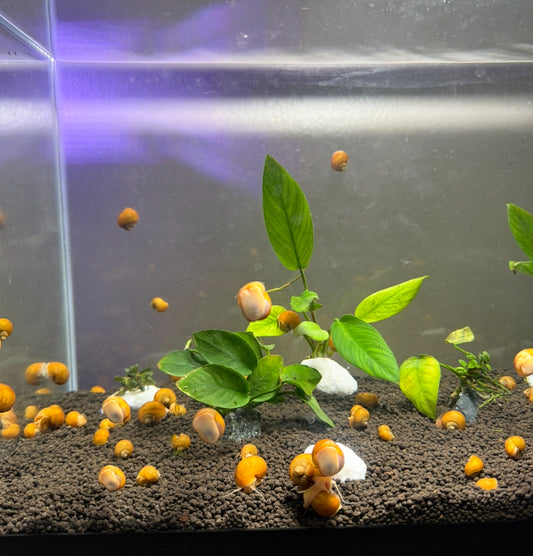 5 small/medium Gold Inca Mystery Snails (FREE SHIPPING)